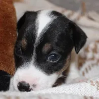 BEN - SMOOTH COAT , a male Jack Russell Terrier for sale in Paducah, KY – Photo 1 of 4