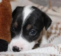 BEN - SMOOTH COAT , a male Jack Russell Terrier for sale in Paducah, KY – Photo 1 of 4