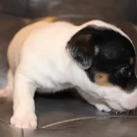 BEN - SMOOTH COAT , a male Jack Russell Terrier for sale in Paducah, KY – Photo 3 of 4