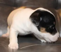 BEN - SMOOTH COAT , a male Jack Russell Terrier for sale in Paducah, KY – Photo 3 of 4