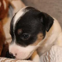 BEN - SMOOTH COAT , a male Jack Russell Terrier for sale in Paducah, KY – Photo 4 of 4