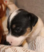 BEN - SMOOTH COAT , a male Jack Russell Terrier for sale in Paducah, KY – Photo 4 of 4
