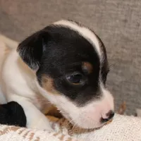 BEN - SMOOTH COAT , a male Jack Russell Terrier for sale in Paducah, KY – Photo 2 of 4