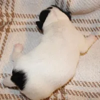 HANK- BROKEN COAT , a female Jack Russell Terrier for sale in Paducah, KY – Photo 7 of 7