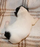 HANK- BROKEN COAT , a female Jack Russell Terrier for sale in Paducah, KY – Photo 5 of 5