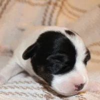HANK- BROKEN COAT , a female Jack Russell Terrier for sale in Paducah, KY – Photo 5 of 7