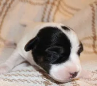 HANK- BROKEN COAT , a female Jack Russell Terrier for sale in Paducah, KY – Photo 3 of 5