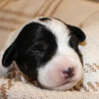 HANK- BROKEN COAT , a female Jack Russell Terrier for sale in Paducah, KY – Photo 6 of 7