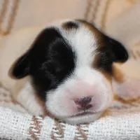 HANK- BROKEN COAT , a female Jack Russell Terrier for sale in Paducah, KY – Photo 3 of 7