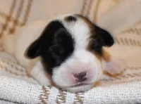 HANK- BROKEN COAT , a female Jack Russell Terrier for sale in Paducah, KY – Photo 1 of 5