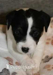 HANK- BROKEN COAT  – Jack Russell Terrier puppy for sale in Paducah, KY