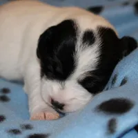 HANK- BROKEN COAT , a female Jack Russell Terrier for sale in Paducah, KY – Photo 2 of 7