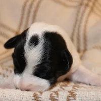 HANK- BROKEN COAT , a female Jack Russell Terrier for sale in Paducah, KY – Photo 4 of 7
