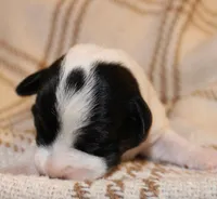 HANK- BROKEN COAT , a female Jack Russell Terrier for sale in Paducah, KY – Photo 2 of 5