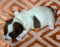 4 RIVERS HANK - AKC, a male Jack Russell Terrier for sale in Paducah, KY – Photo 2 of 3