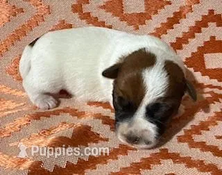 4 RIVERS HANK - AKC – Jack Russell Terrier puppy for sale in Paducah, KY