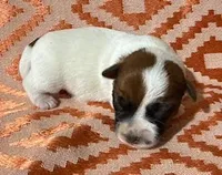 4 RIVERS HANK - AKC, a male Jack Russell Terrier for sale in Paducah, KY – Photo 1 of 3