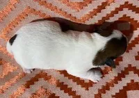 4 RIVERS HANK - AKC, a male Jack Russell Terrier for sale in Paducah, KY – Photo 3 of 3