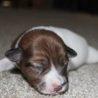 GARY - BROKEN COAT , a female Jack Russell Terrier for sale in Paducah, KY – Photo 1 of 4