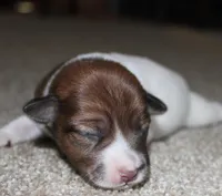 GARY - BROKEN COAT , a female Jack Russell Terrier for sale in Paducah, KY – Photo 1 of 4