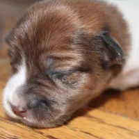 GARY - BROKEN COAT , a female Jack Russell Terrier for sale in Paducah, KY – Photo 4 of 4
