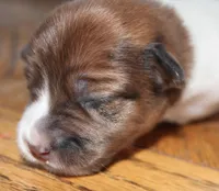 GARY - BROKEN COAT , a female Jack Russell Terrier for sale in Paducah, KY – Photo 4 of 4