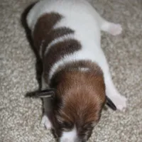 GARY - BROKEN COAT , a female Jack Russell Terrier for sale in Paducah, KY – Photo 2 of 4