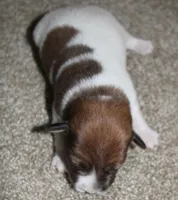 GARY - BROKEN COAT , a female Jack Russell Terrier for sale in Paducah, KY – Photo 2 of 4