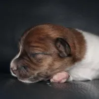 GARY - BROKEN COAT , a female Jack Russell Terrier for sale in Paducah, KY – Photo 3 of 4