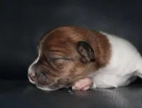 GARY - BROKEN COAT , a female Jack Russell Terrier for sale in Paducah, KY – Photo 3 of 4