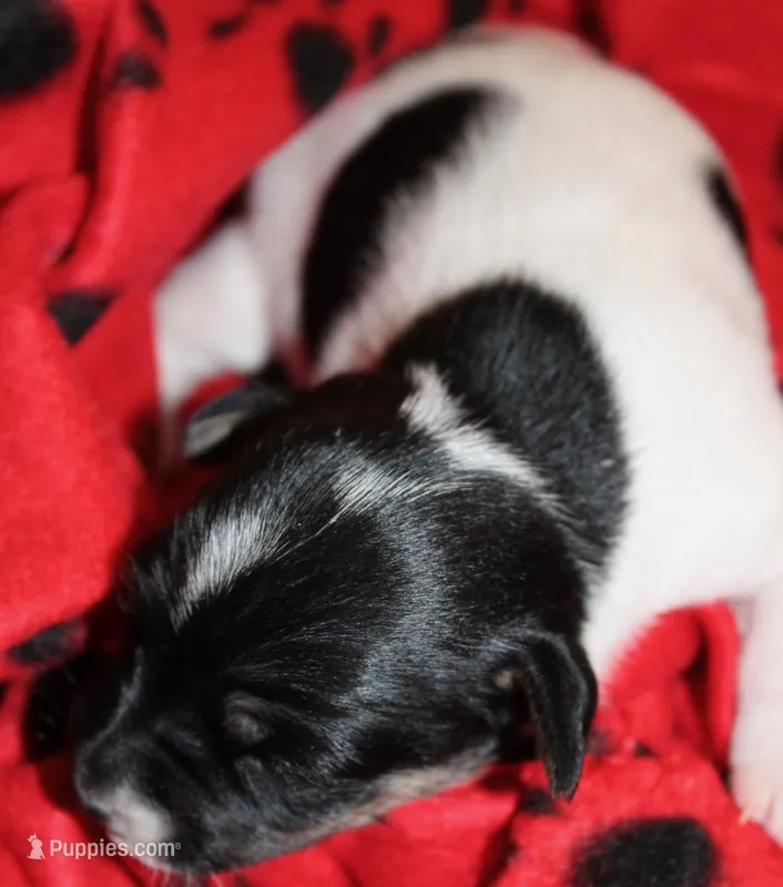 MADDIE - BROKEN COAT 