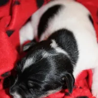 MADDIE - BROKEN COAT , a female Jack Russell Terrier for sale in Paducah, KY – Photo 2 of 7