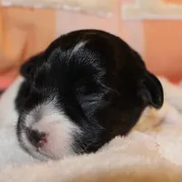 MADDIE - BROKEN COAT , a female Jack Russell Terrier for sale in Paducah, KY – Photo 7 of 7