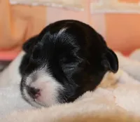 MADDIE - BROKEN COAT , a female Jack Russell Terrier for sale in Paducah, KY – Photo 5 of 5