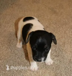 MADDIE - BROKEN COAT  – Jack Russell Terrier puppy for sale in Paducah, KY