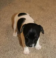 MADDIE - BROKEN COAT , a female Jack Russell Terrier for sale in Paducah, KY – Photo 1 of 7