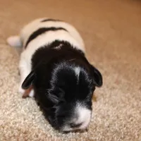 MADDIE - BROKEN COAT , a female Jack Russell Terrier for sale in Paducah, KY – Photo 3 of 7