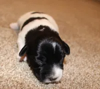 MADDIE - BROKEN COAT , a female Jack Russell Terrier for sale in Paducah, KY – Photo 1 of 5