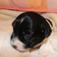 MADDIE - BROKEN COAT , a female Jack Russell Terrier for sale in Paducah, KY – Photo 6 of 7