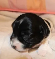 MADDIE - BROKEN COAT , a female Jack Russell Terrier for sale in Paducah, KY – Photo 4 of 5