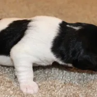 MADDIE - BROKEN COAT , a female Jack Russell Terrier for sale in Paducah, KY – Photo 4 of 7