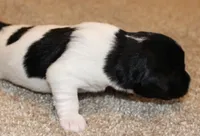 MADDIE - BROKEN COAT , a female Jack Russell Terrier for sale in Paducah, KY – Photo 2 of 5