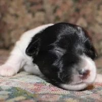 MADDIE - BROKEN COAT , a female Jack Russell Terrier for sale in Paducah, KY – Photo 5 of 7