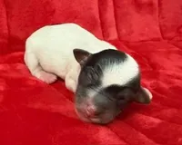 processed/3ac6fbfe-aabf-4e67-a34e-270cb70a1cc2/listing/4f5a102f-280d-43bb-98b0-7ea9e2236eff/36584f7f-c331-495c-9521-a81a1a4a8cf0