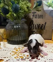 processed/3ac6fbfe-aabf-4e67-a34e-270cb70a1cc2/listing/4f5a102f-280d-43bb-98b0-7ea9e2236eff/84e4b7af-fb7e-487d-83fb-81654d39114b