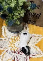 processed/3ac6fbfe-aabf-4e67-a34e-270cb70a1cc2/listing/4f5a102f-280d-43bb-98b0-7ea9e2236eff/ef42f874-224e-4b2f-b3c6-c41132881ac0