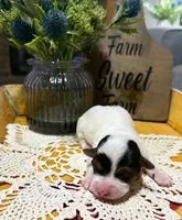 processed/3ac6fbfe-aabf-4e67-a34e-270cb70a1cc2/listing/514ce434-24be-4ed3-ae52-868bfc8955f2/50462720-0b8e-4d50-9429-81f426b5f7af