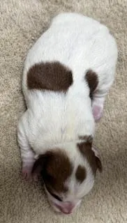 4 RIVERS ROWDY RUDY  – Jack Russell Terrier puppy for sale in Paducah, KY
