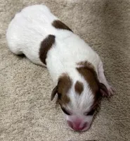 4 RIVERS ROWDY RUDY , a male Jack Russell Terrier for sale in Paducah, KY – Photo 2 of 2