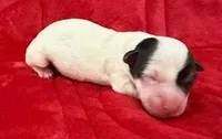 SCOUT, a male Jack Russell Terrier for sale in Paducah, KY – Photo 10 of 10